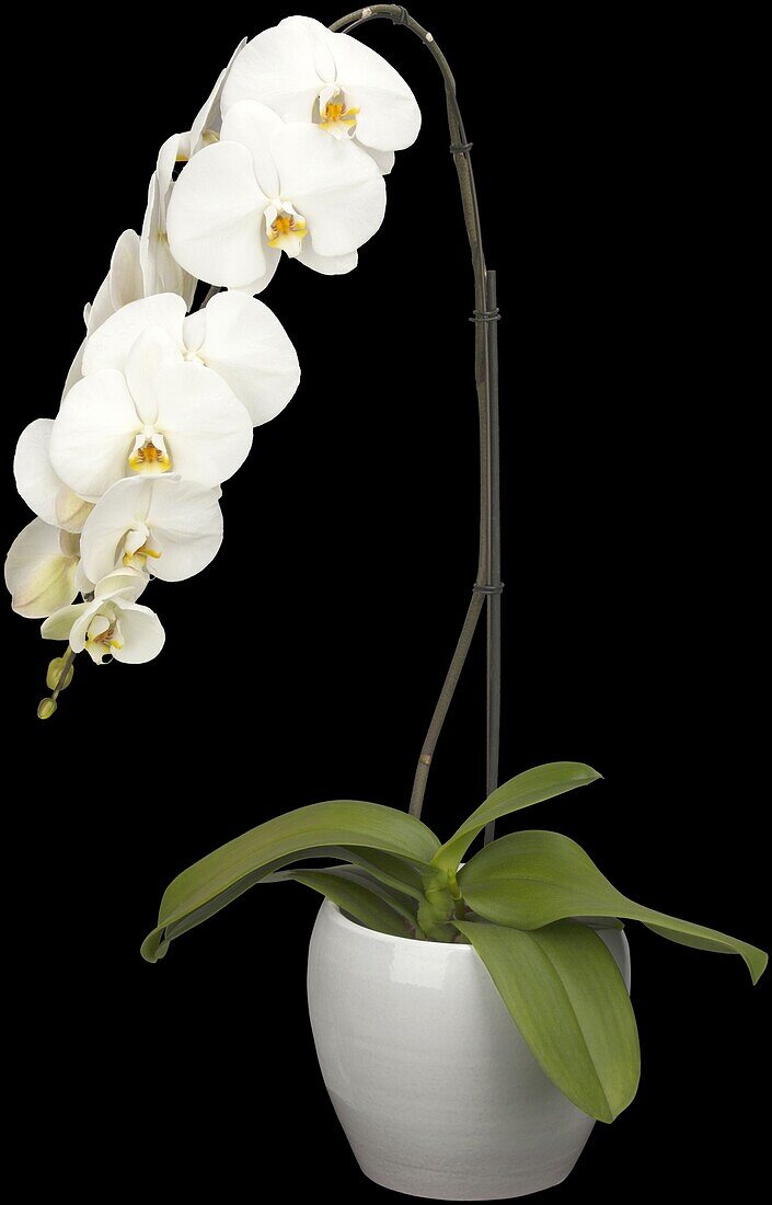 Phalaenopsis 'Formidablo'