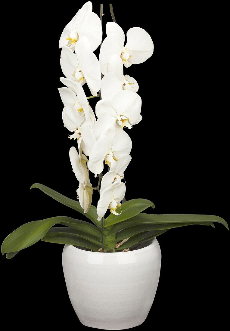 Phalaenopsis 'Formidablo'