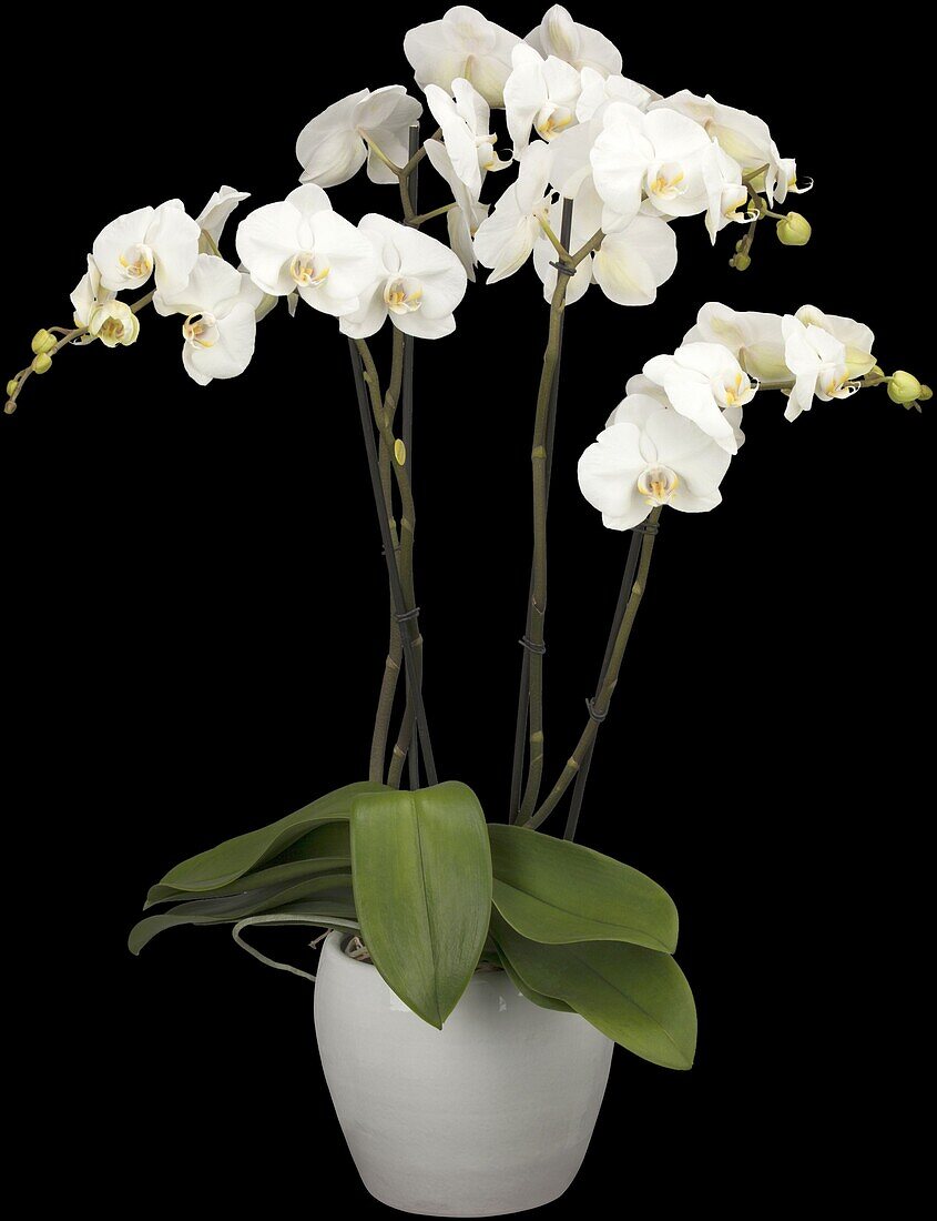 Phalaenopsis 'Theatro'