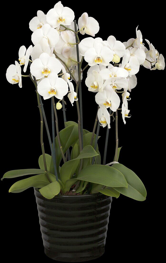 Phalaenopsis 'XXL'