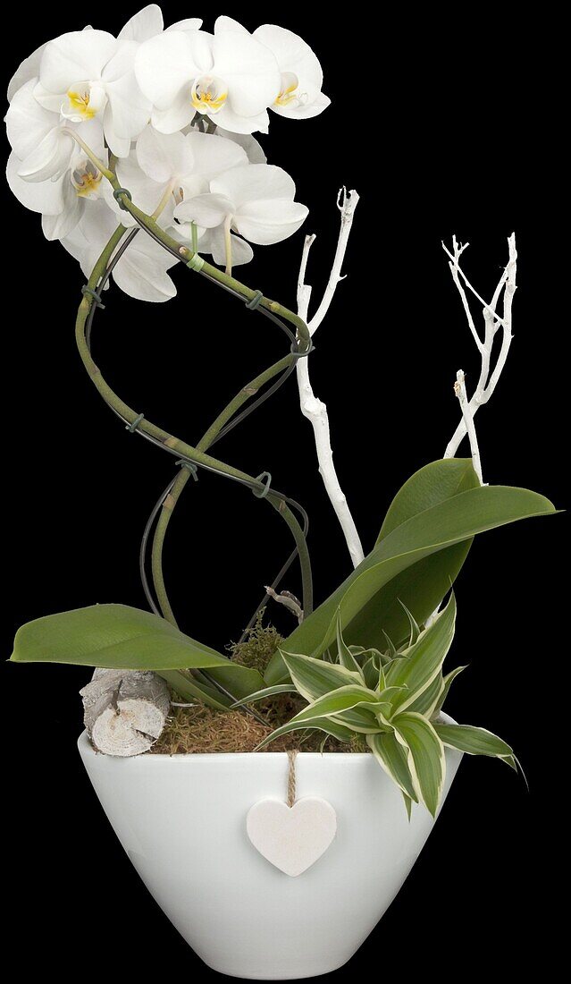 Phalaenopsis, white