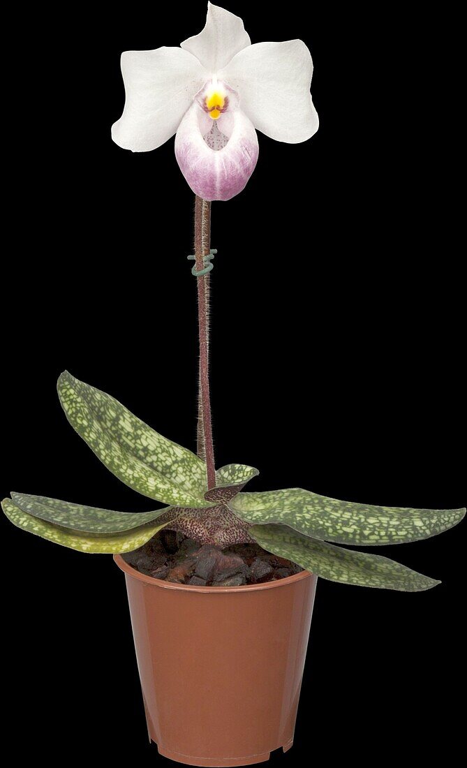 Paphiopedilum delenatii