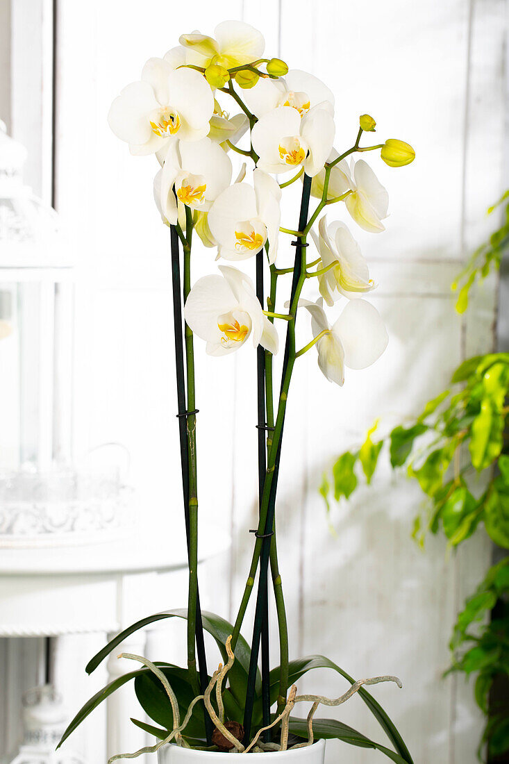 Phalaenopsis 'Dame Blanche'