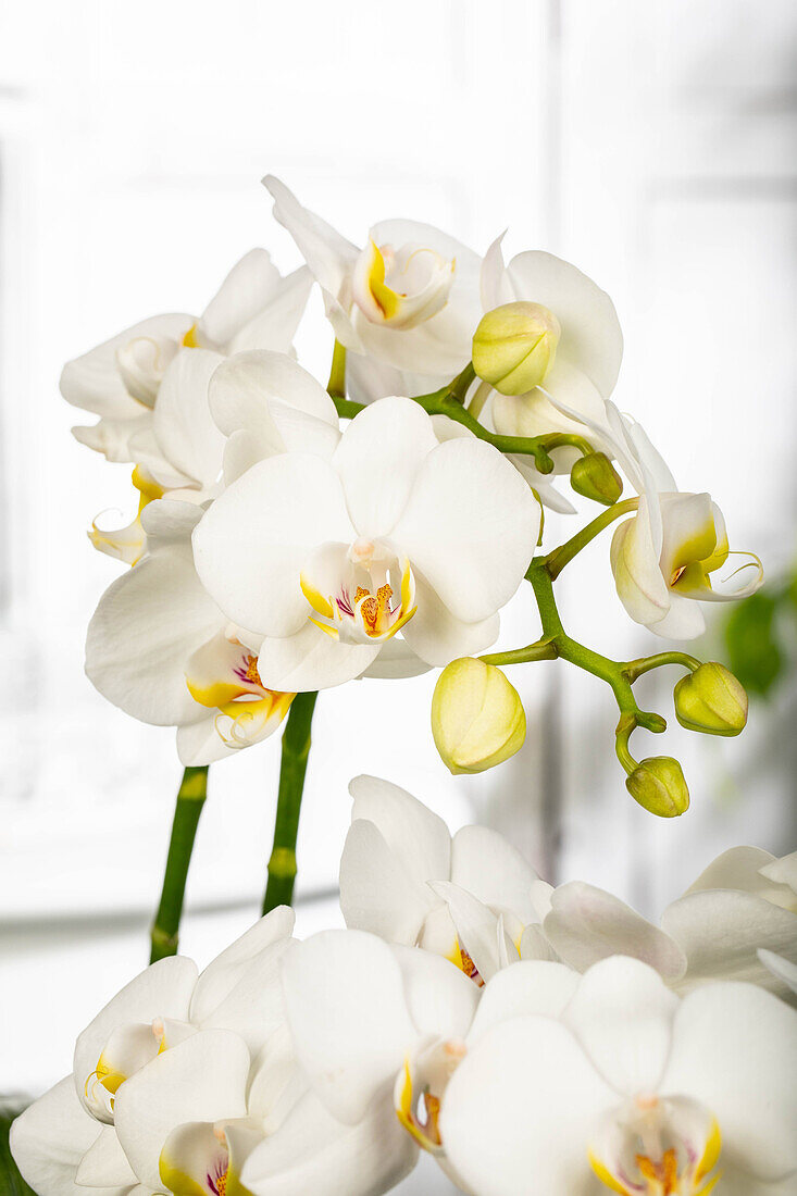 Phalaenopsis 'Dover'