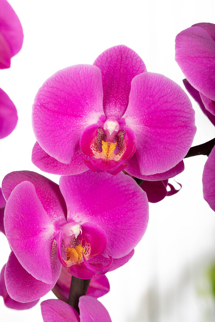 Phalaenopsis, pink