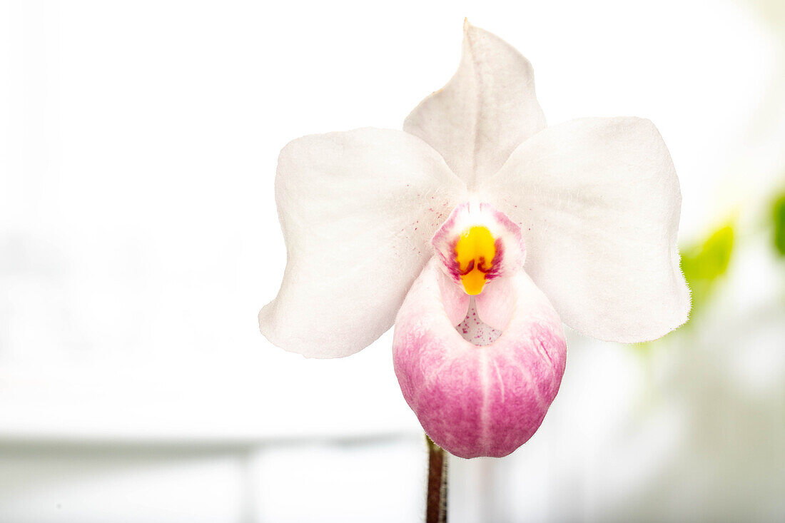 Paphiopedilum delenatii