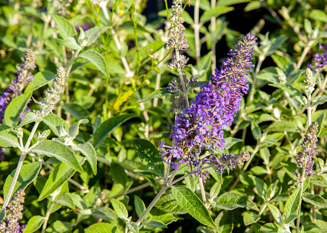 Buddleja davidii, lila – Bild kaufen – 14058870 Gartenbildagentur ...