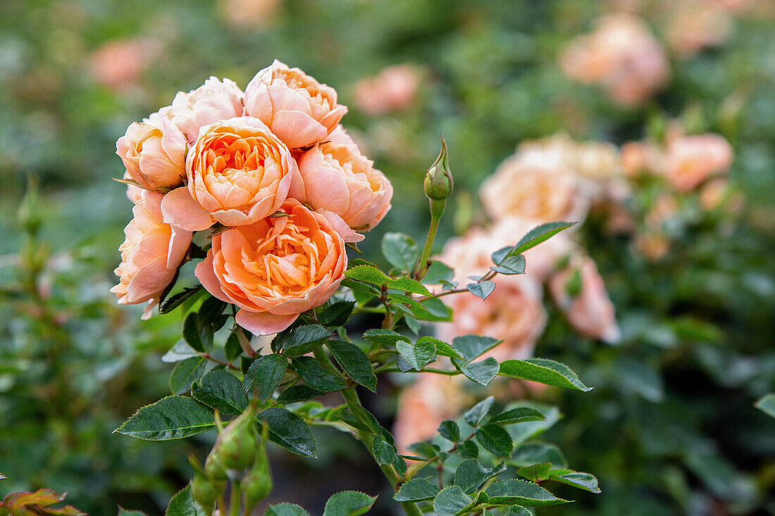 Strauchrose, apricot