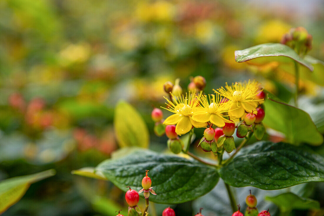 Hypericum inodorum