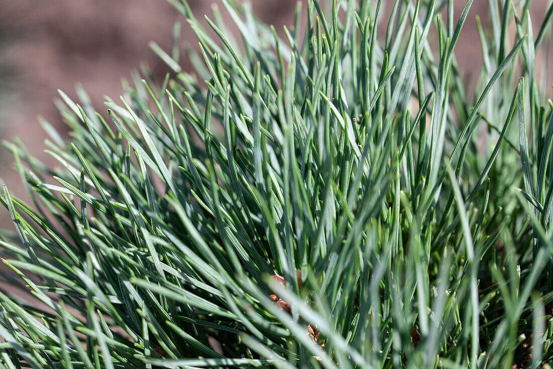 Pinus sylvestris 'Watereri'