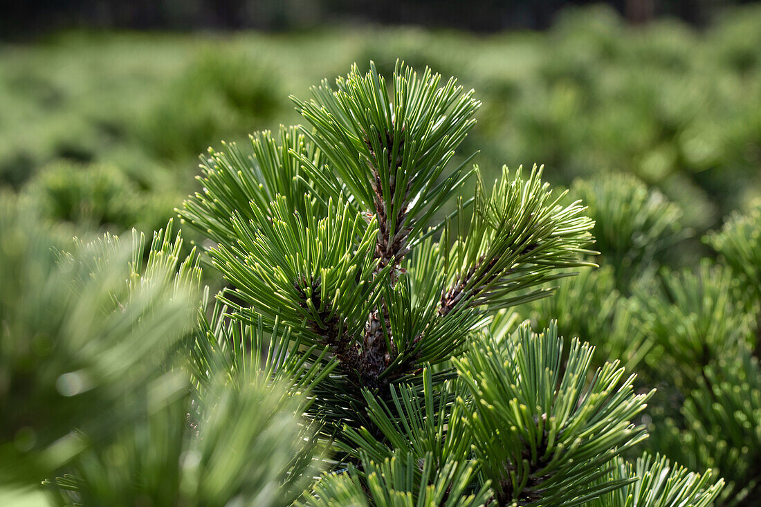 Pinus heldreichii 'Irish Bell'