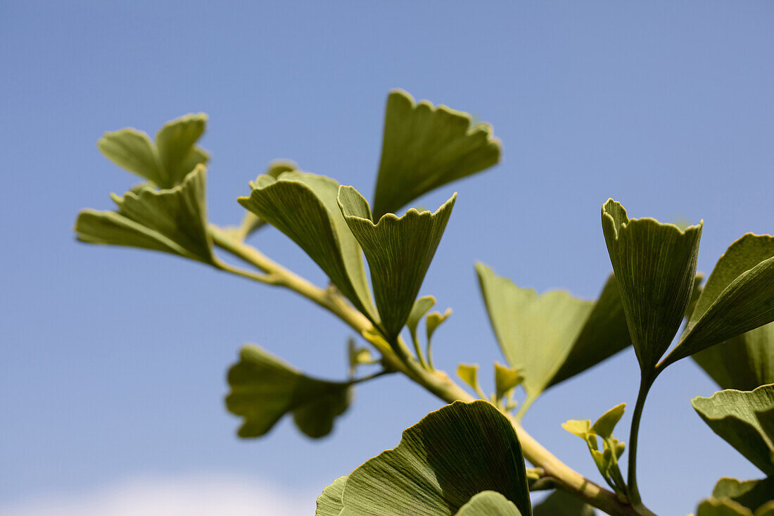 Ginkgo biloba 'Jade Butterflies'