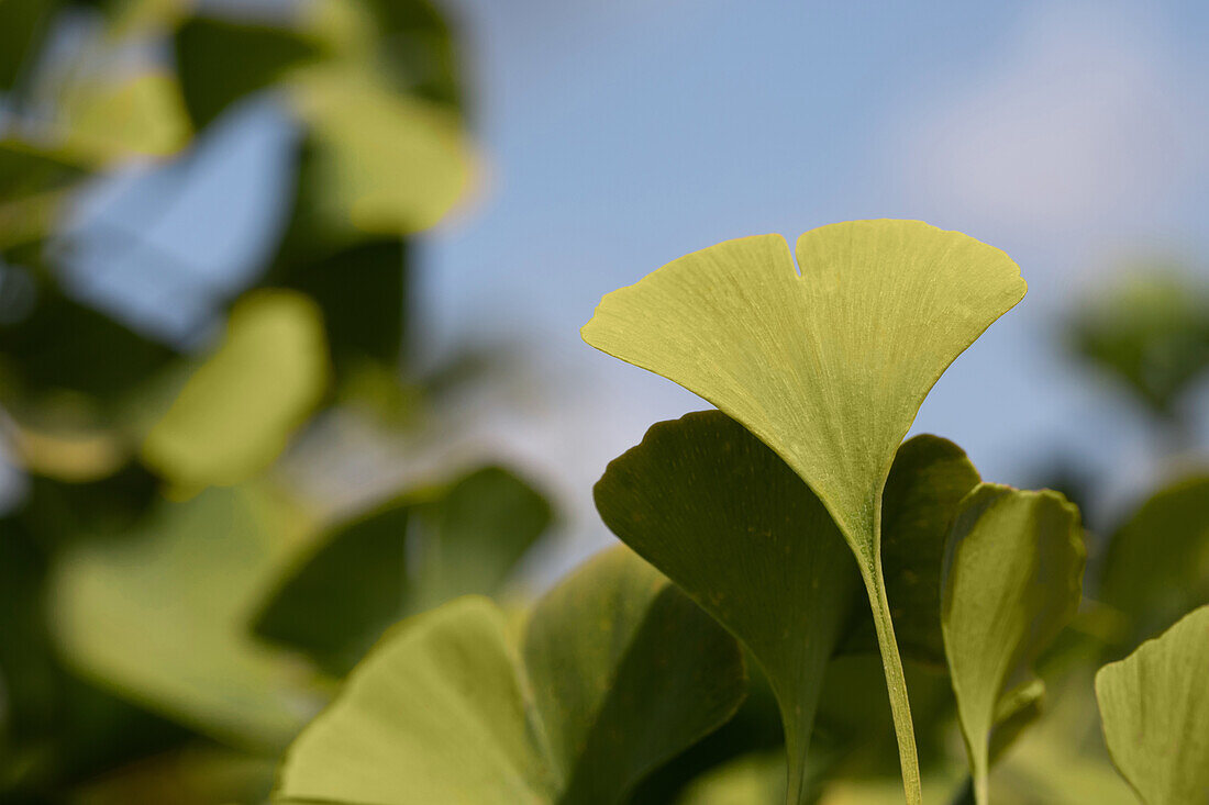 Ginkgo biloba 'Globus'