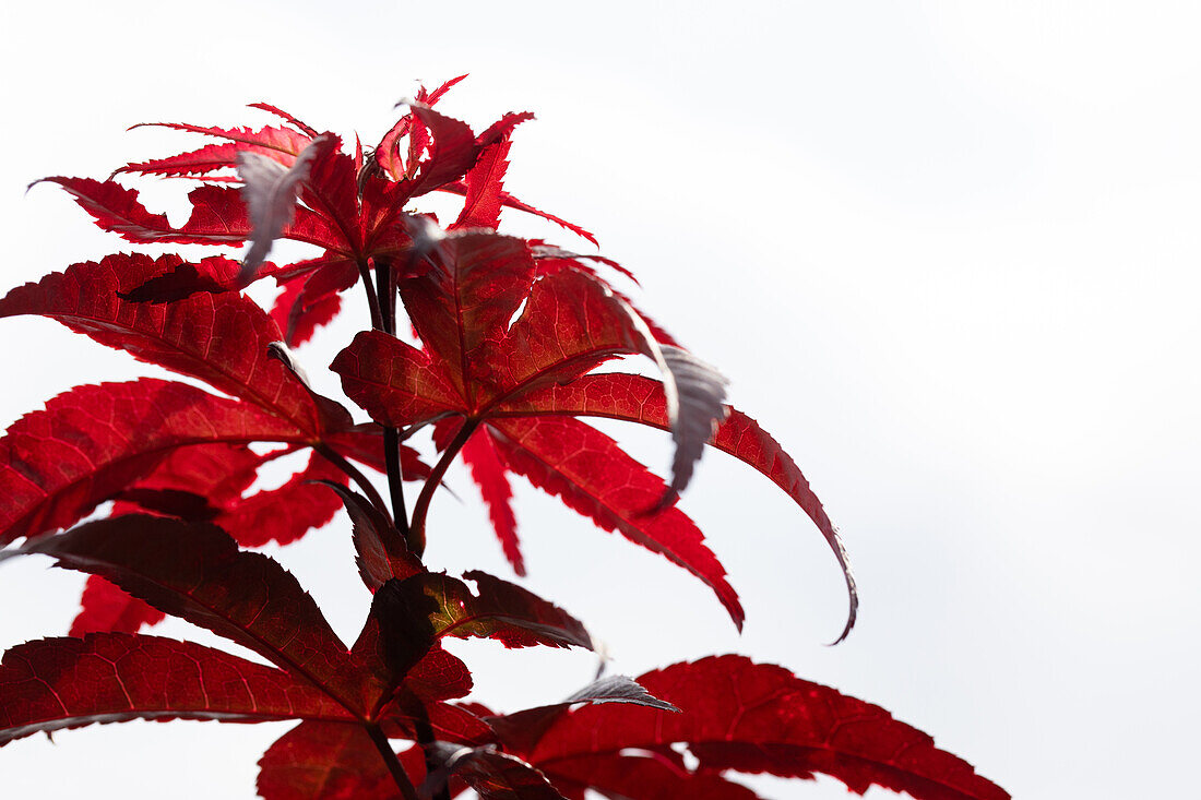 Acer palmatum 'Red Emperor'