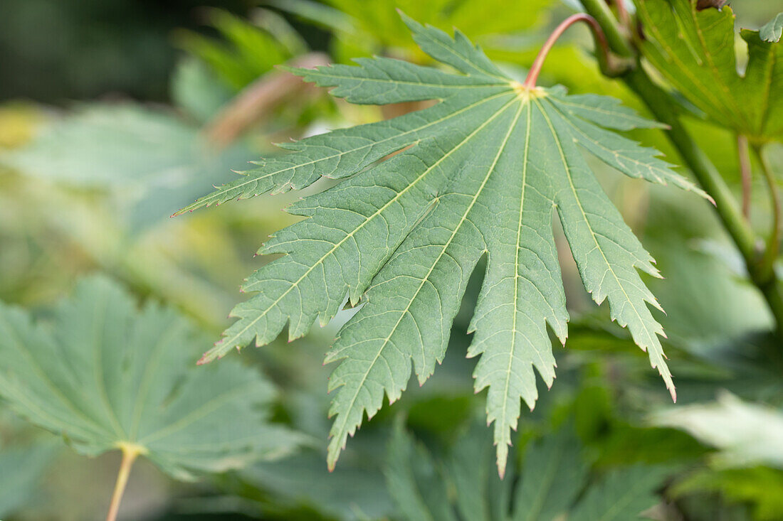 Acer japonicum 'Aki Hi'