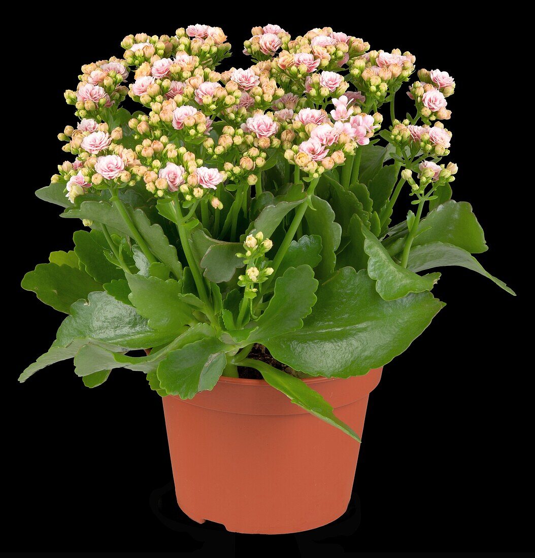 Kalanchoe blossfeldiana 'Calandiva'®, pink