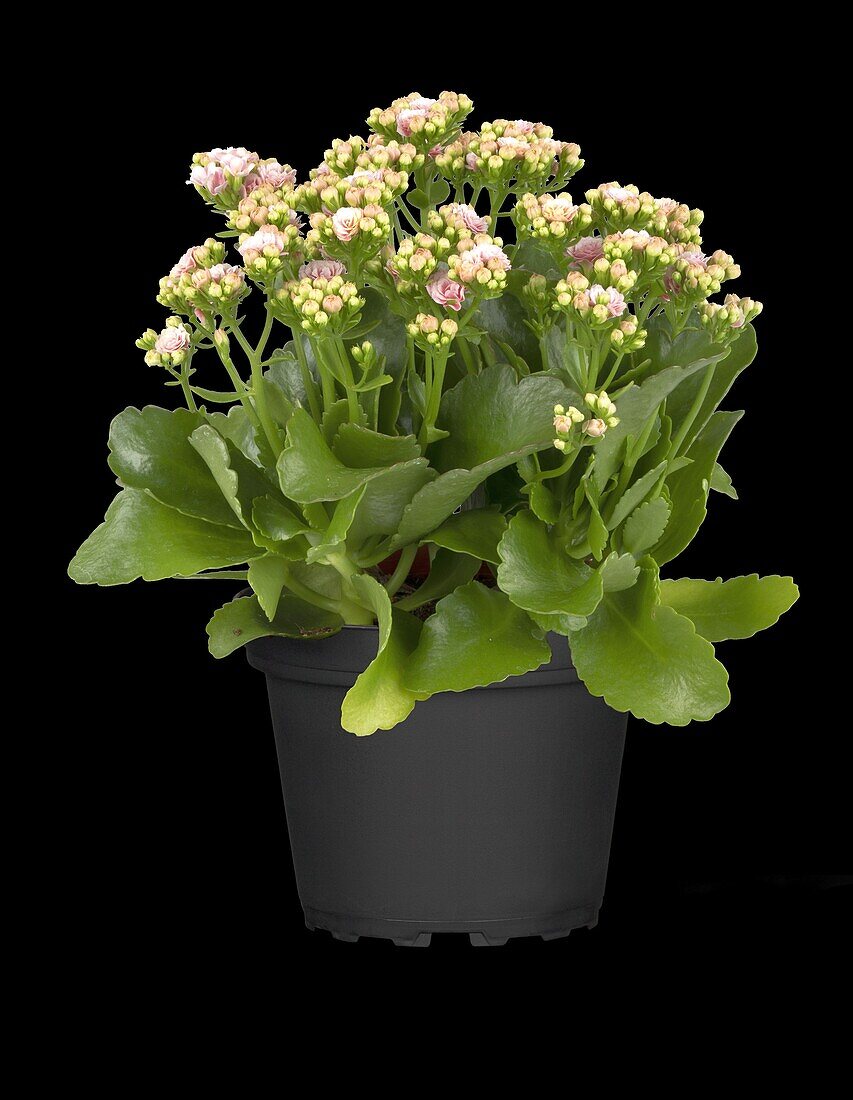 Kalanchoe blossfeldiana 'Calandiva'®, pink