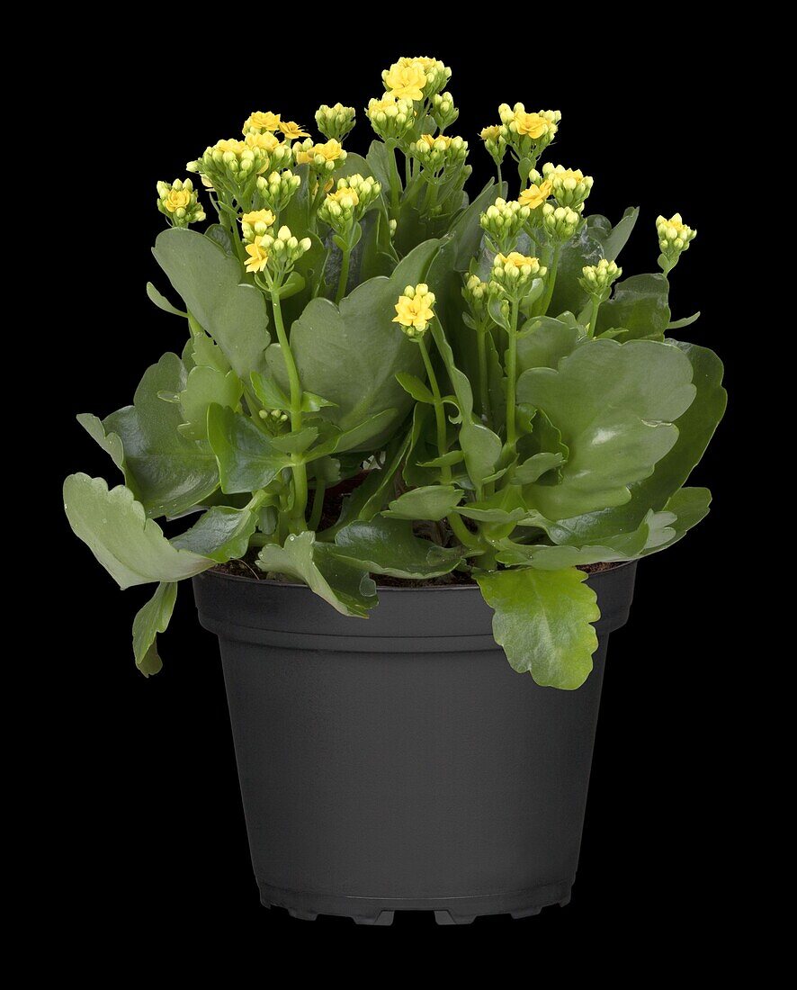 Kalanchoe blossfeldiana 'Calandiva'®, yellow