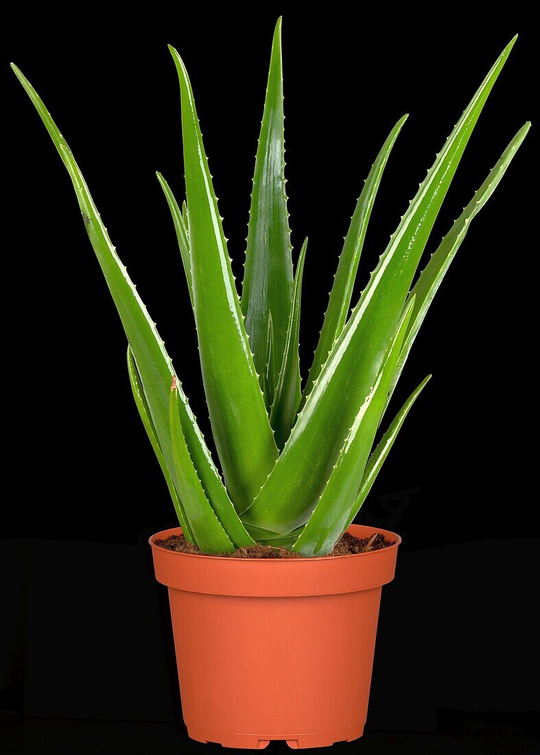 Aloe vera