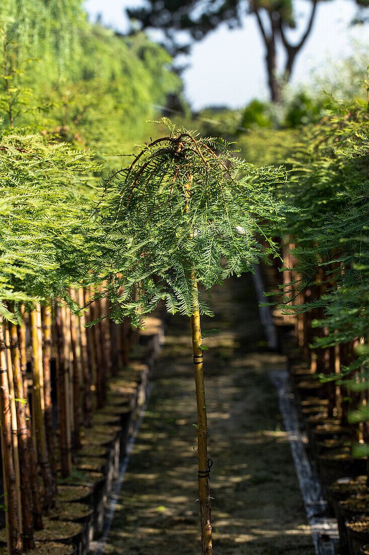 Metasequoia glyptostroboides 'Miss Grace', Stamm