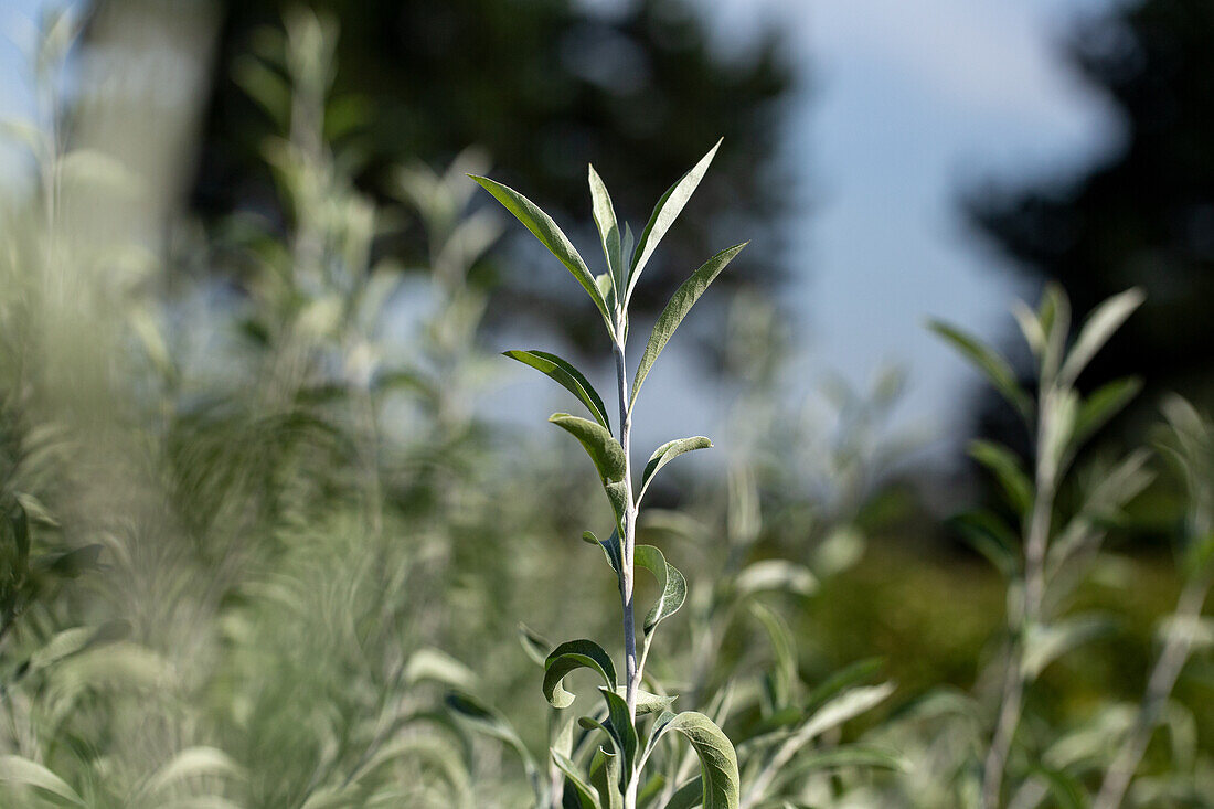 Pyrus salicifolia 'Pendula'