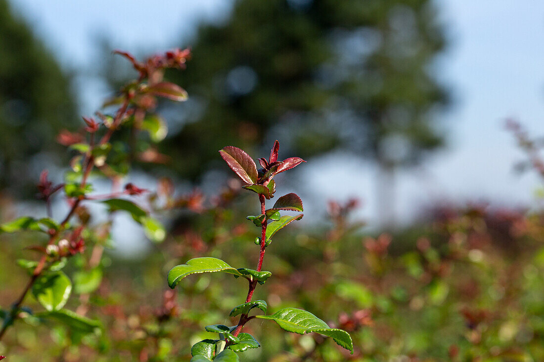 Chaenomeles 'Friesdorfer Typ 205'