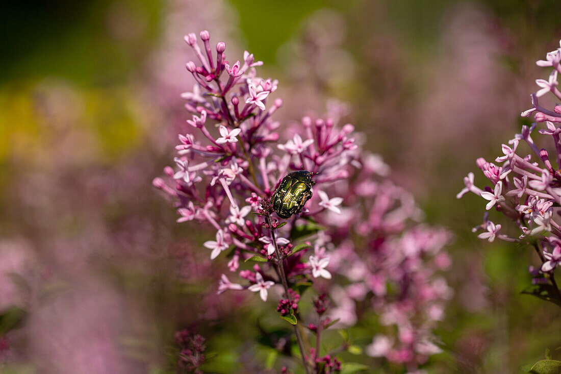 Syringa 'Bloomerang® Pink Perfume'(s)