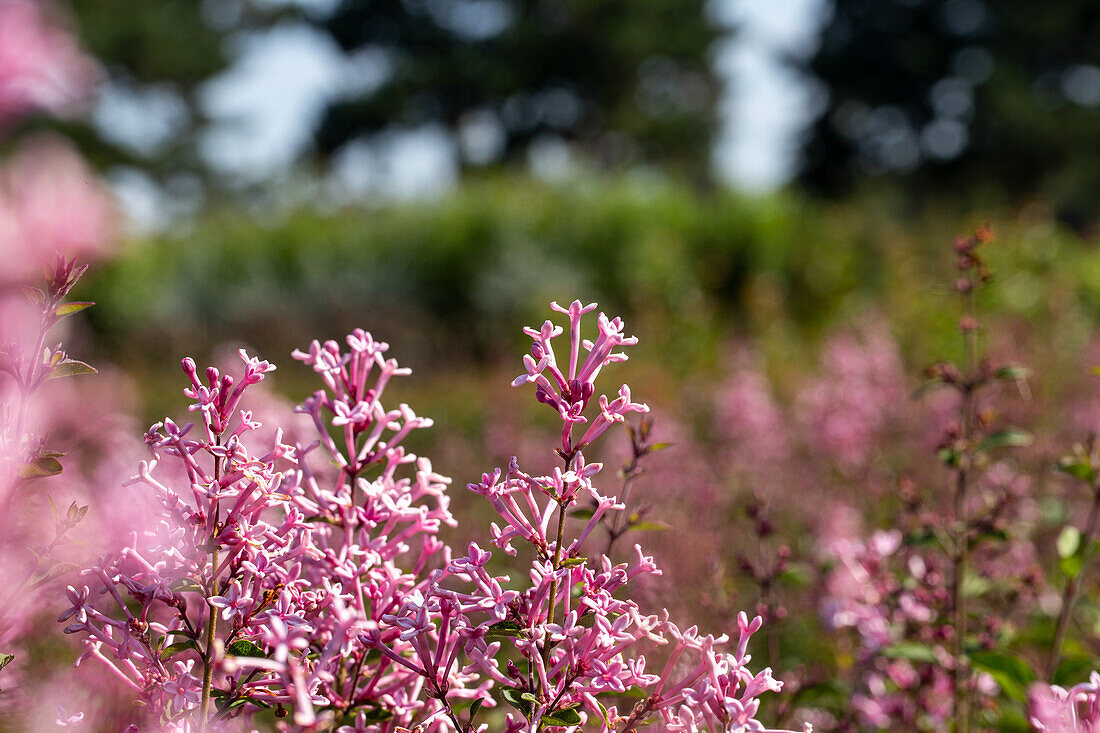 Syringa 'Bloomerang® Pink Perfume'(s)