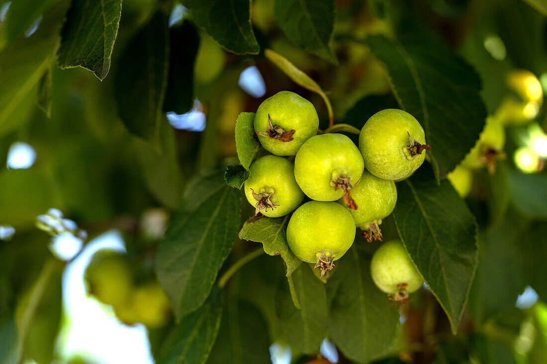 Malus x robusta 'Dolgo'