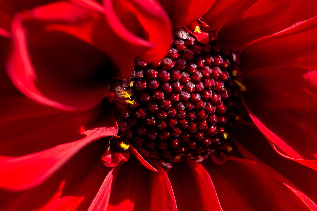 Dahlia, red