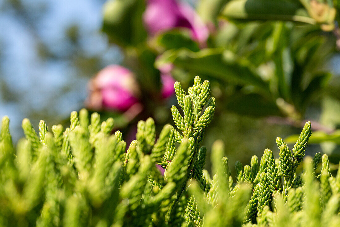 Cryptomeria japonica 'Little Diamond'