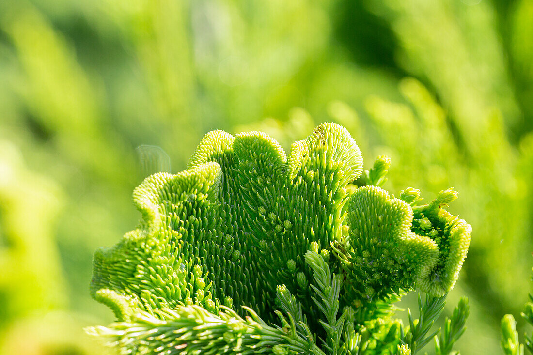 Cryptomeria japonica 'Cristata'