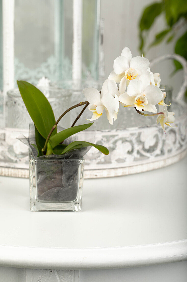 Phalaenopsis Mini, white