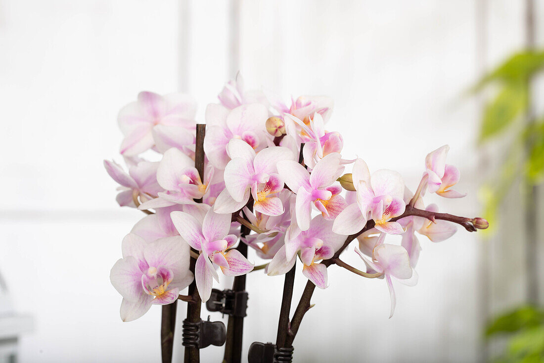 Phalaenopsis 'Table Dance'®