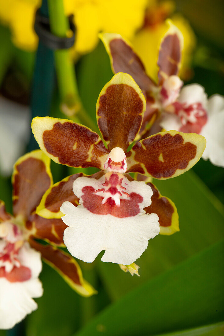 Colmanara 'Painter Tropic Jungle'