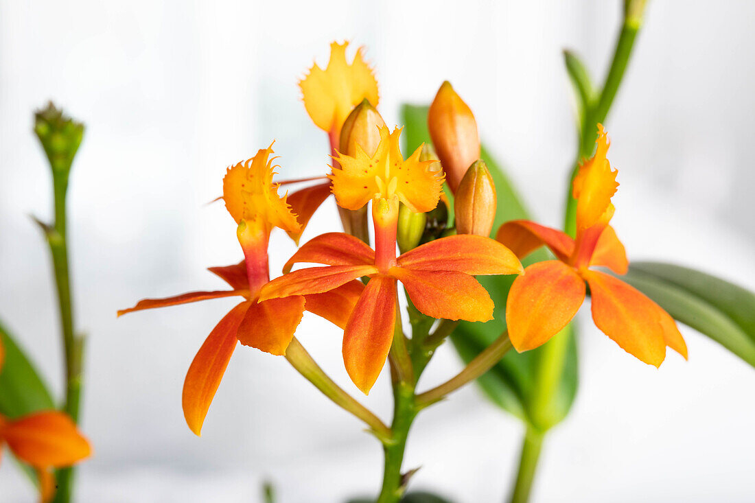 Epidendrum