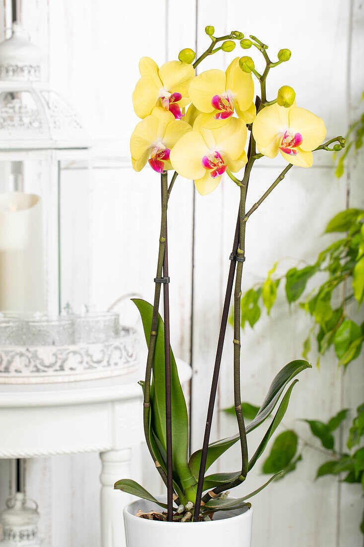 Phalaenopsis 'Miraflore'