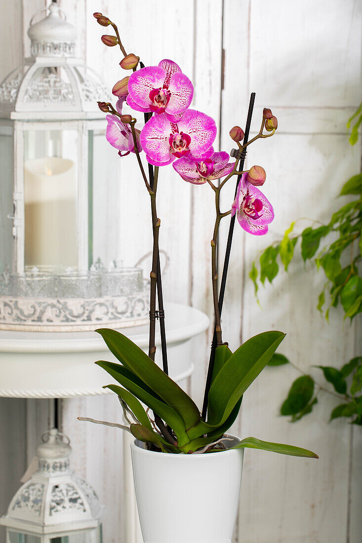 Phalaenopsis 'Melody'