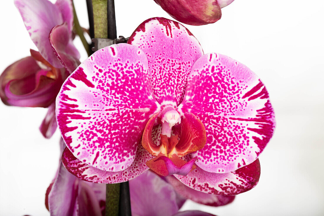 Phalaenopsis 'Potter'