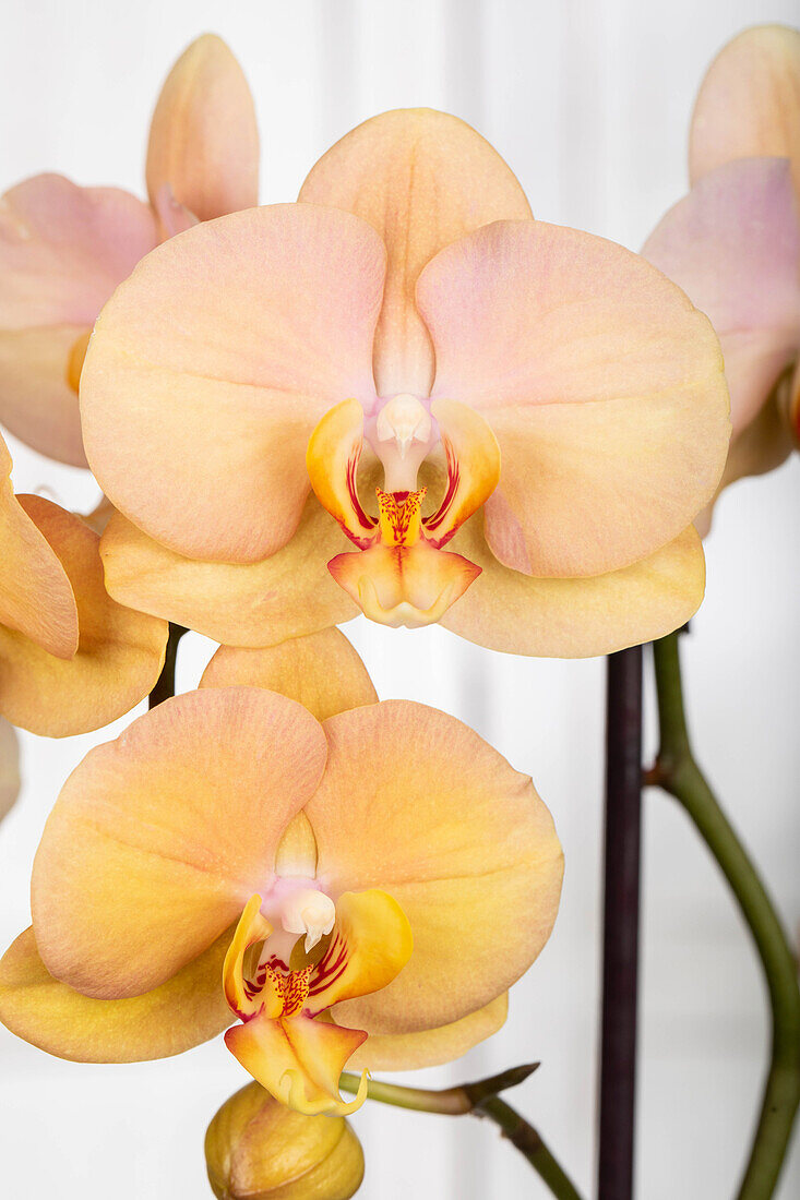 Phalaenopsis 'Karina'