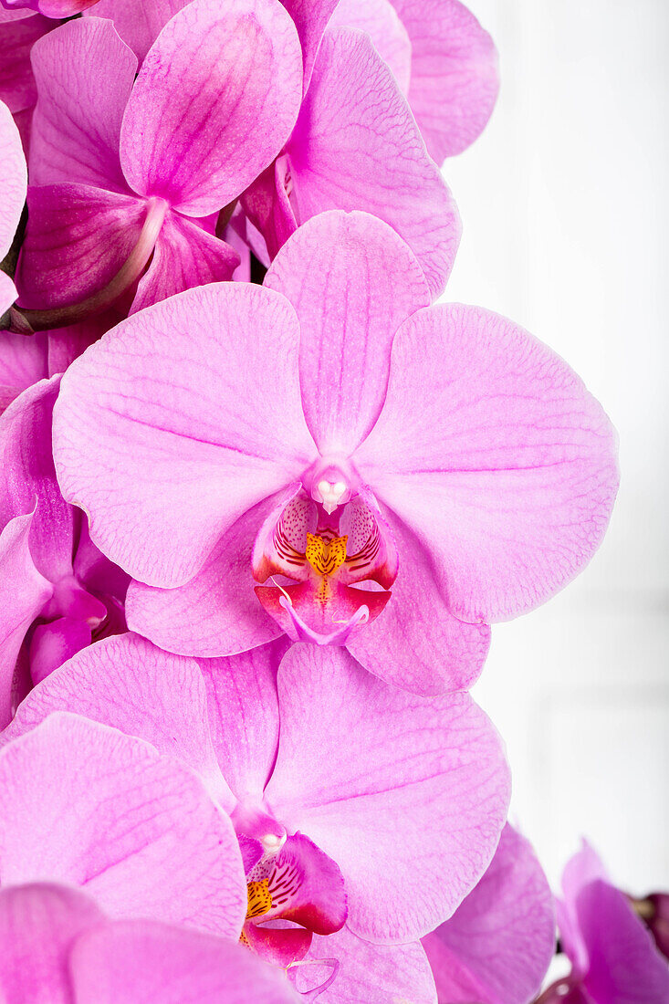 Phalaenopsis, rosa