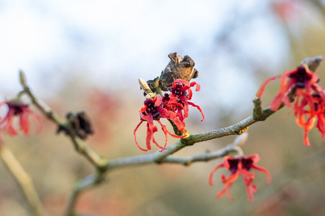 Hamamelis x intermedia 'Old Copper'