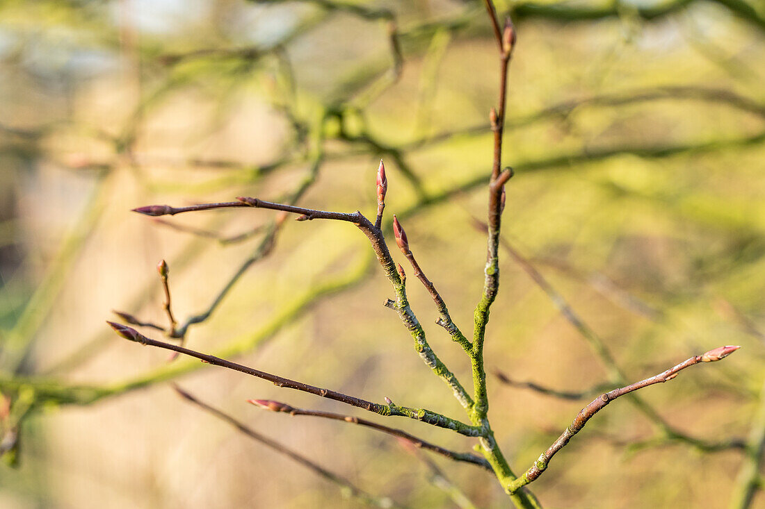 Amelanchier lamarckii