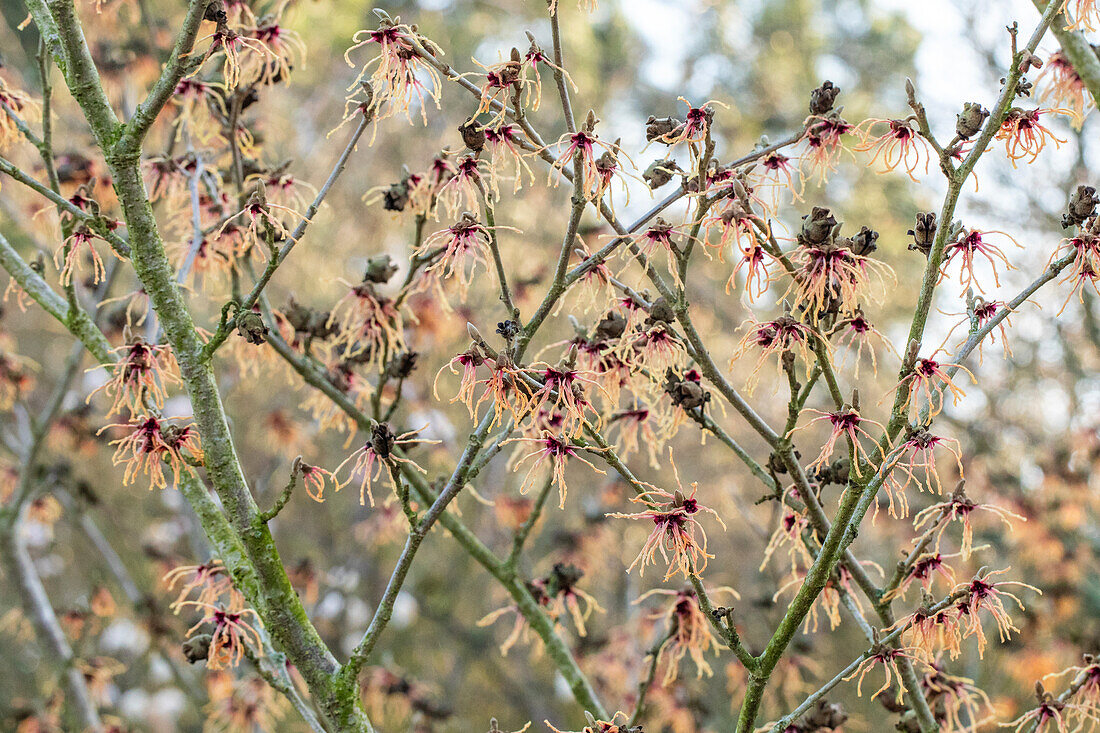 Hamamelis x intermedia 'Spanish Spider'