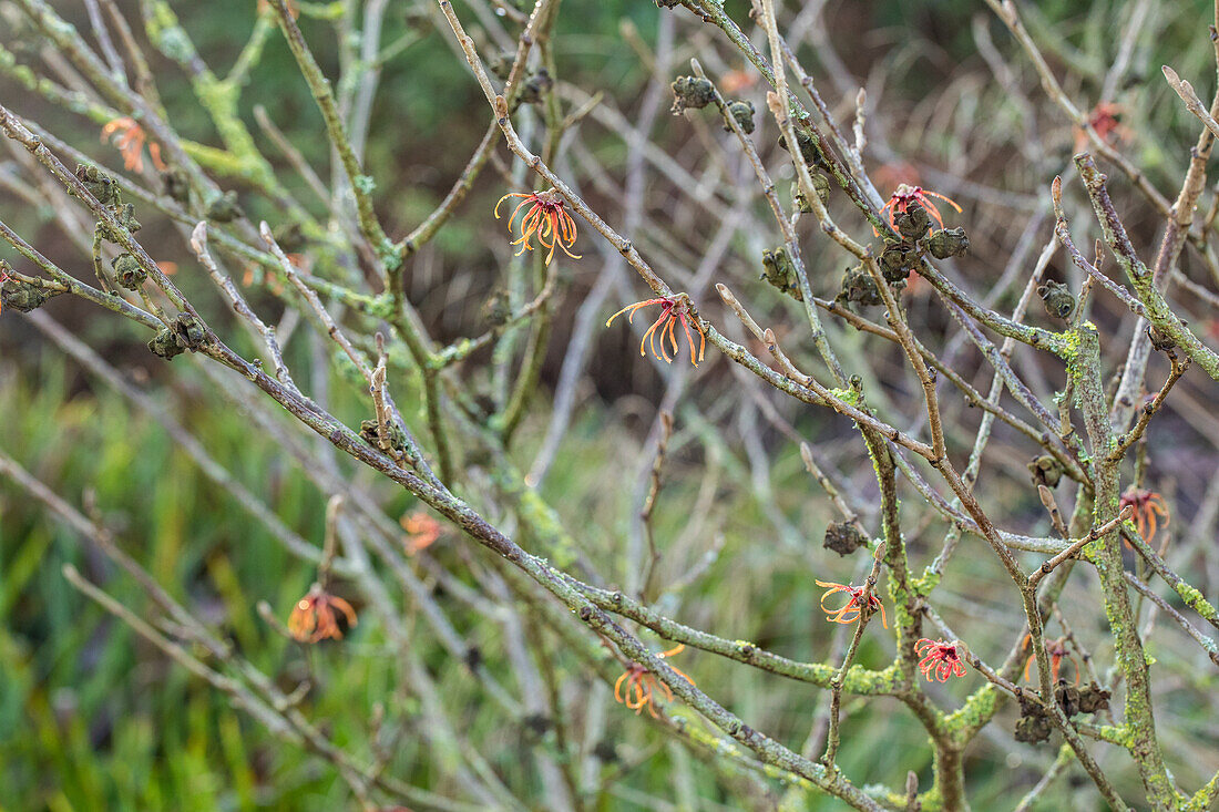 Hamamelis x intermedia 'Jelena'