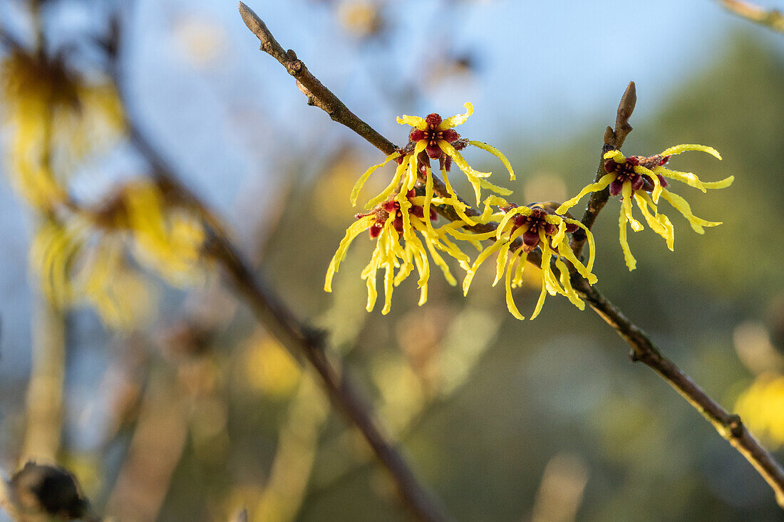 Hamamelis x intermedia 'Arnold Promise'