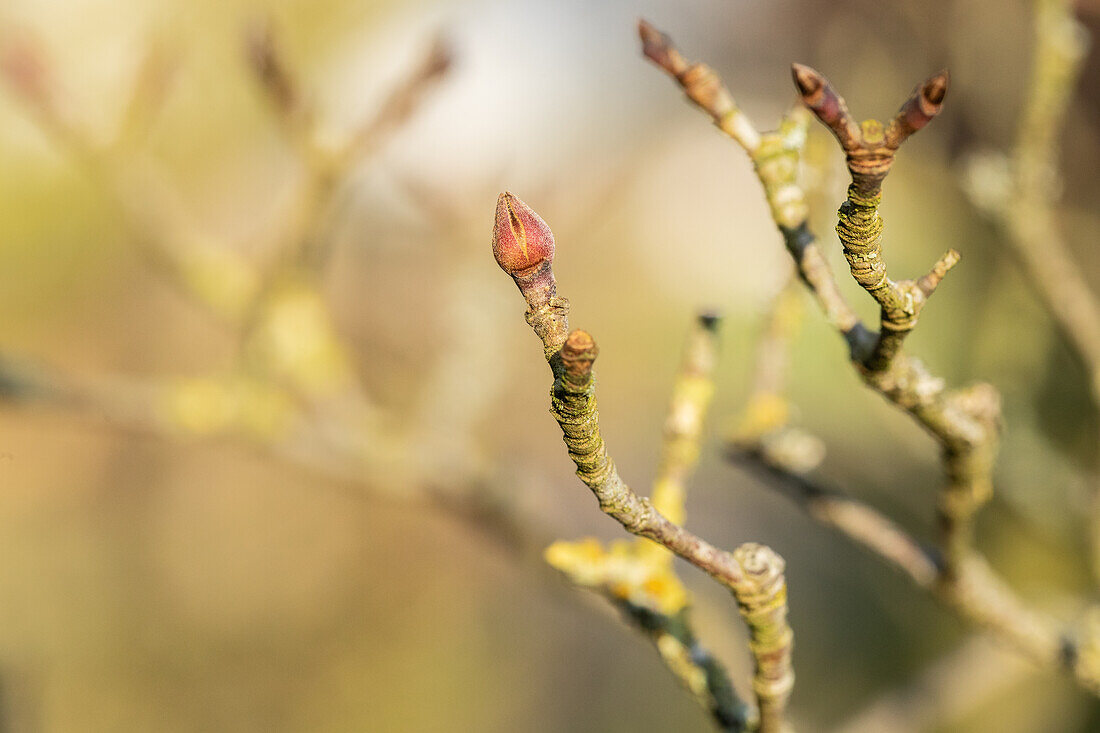 Cornus kousa chinensis 'Wieting´s Select'