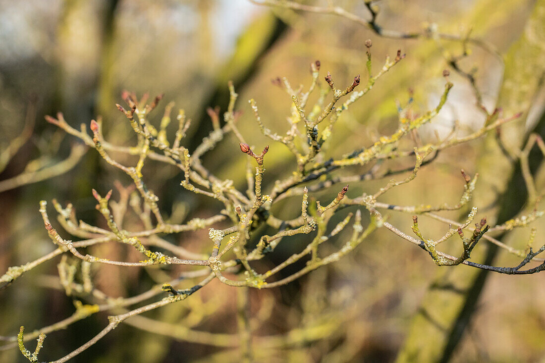 Cornus kousa chinensis 'Wieting´s Select'