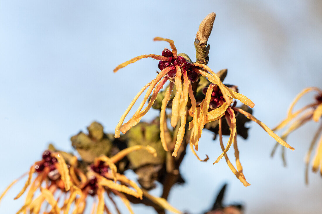 Hamamelis x intermedia 'Aurora'