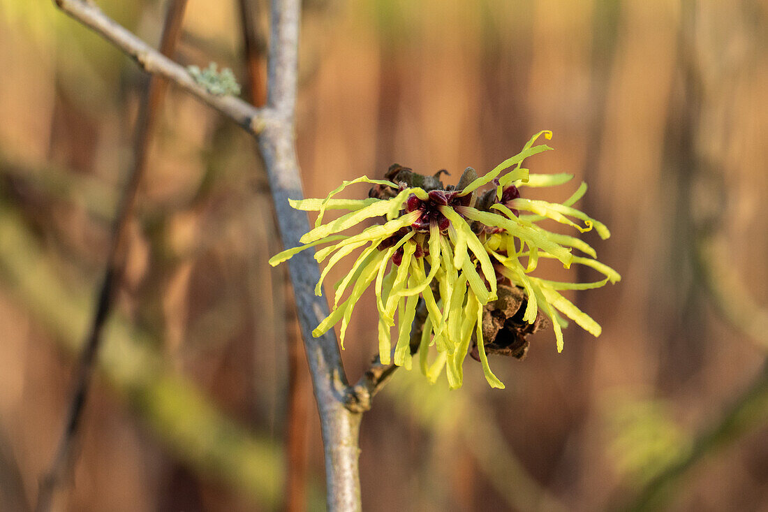 Hamamelis x intermedia 'Sunburst'